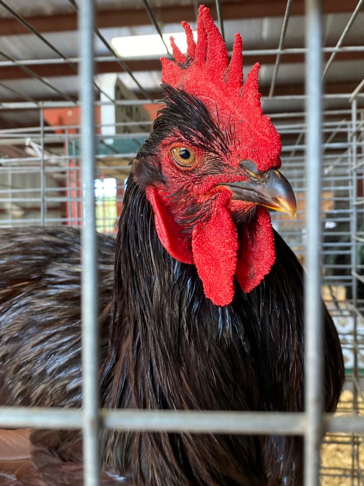 chicken with the look